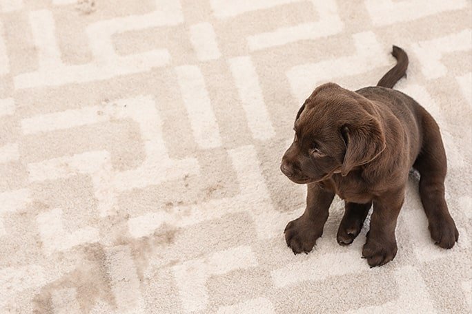 pet accident cleanup is one of SaraCares cleaning services